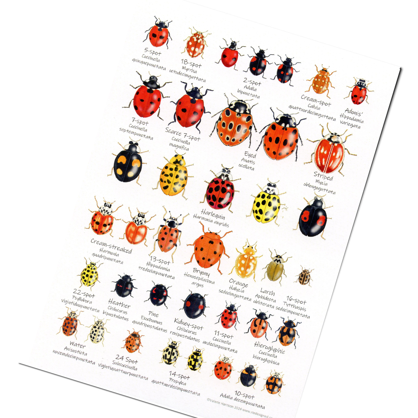 A5-Ladybirds-chart