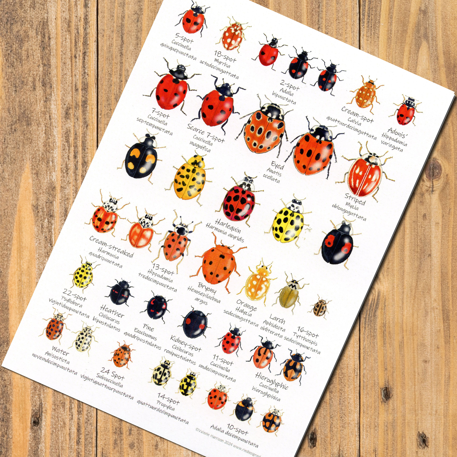 A5-Ladybirds-chart