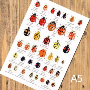 A5-Ladybirds-chart