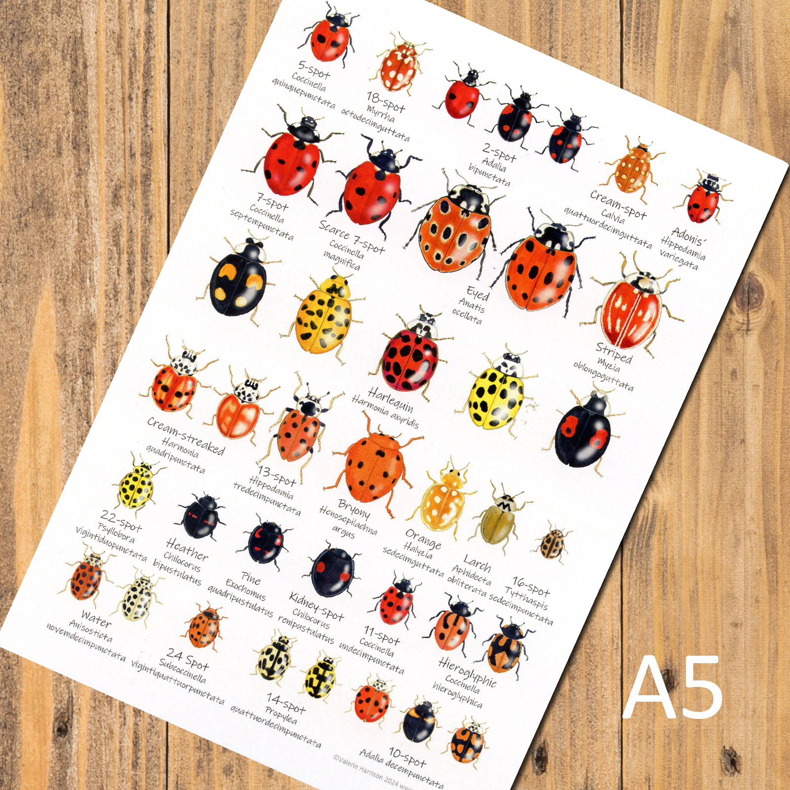 A5-Ladybirds-chart
