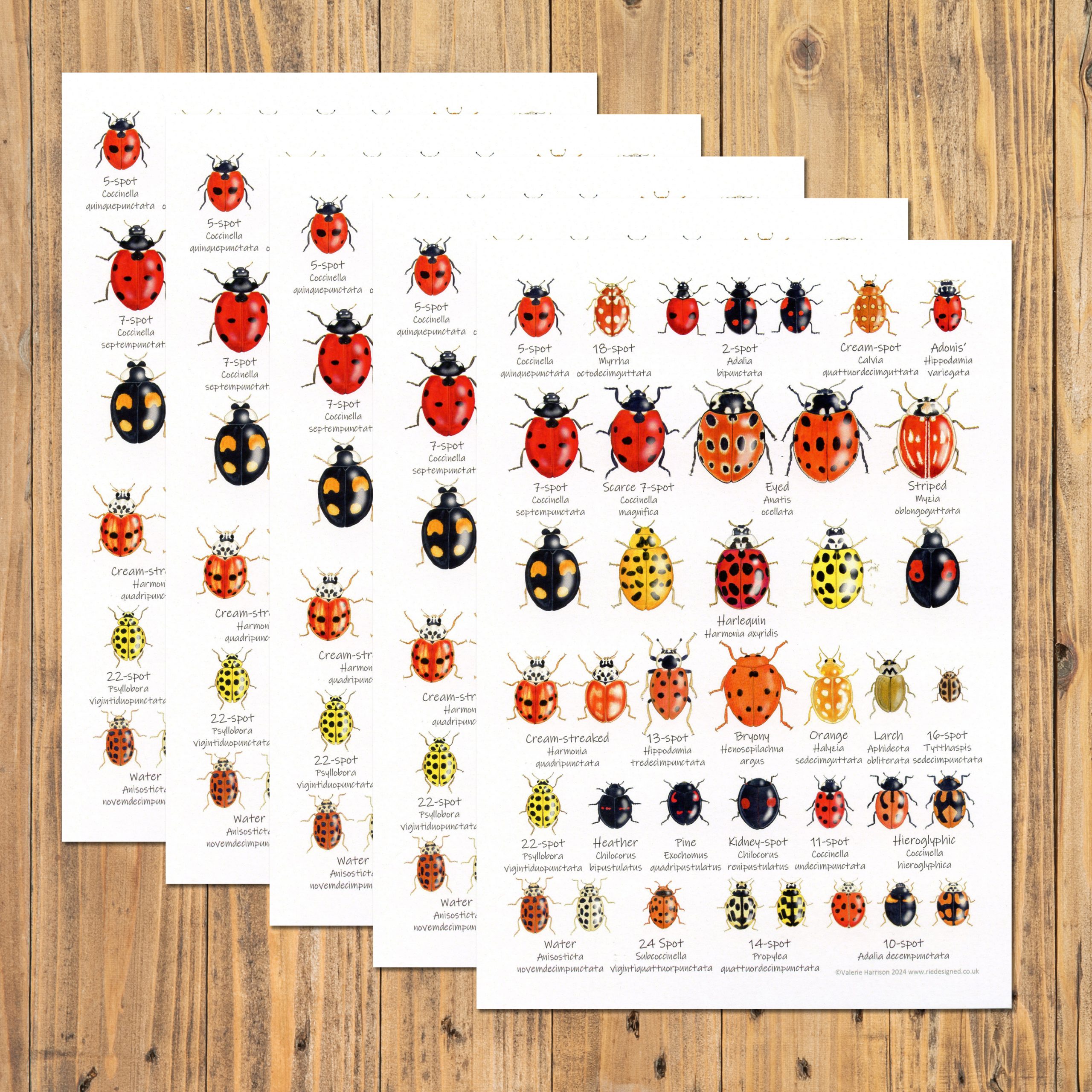 A5-Ladybirds-chart