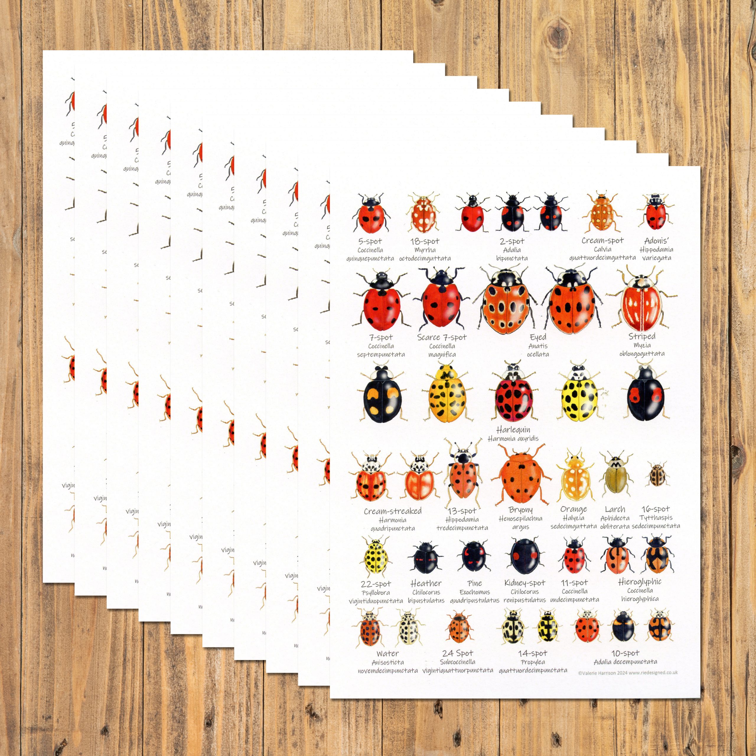 A5-Ladybirds-chart