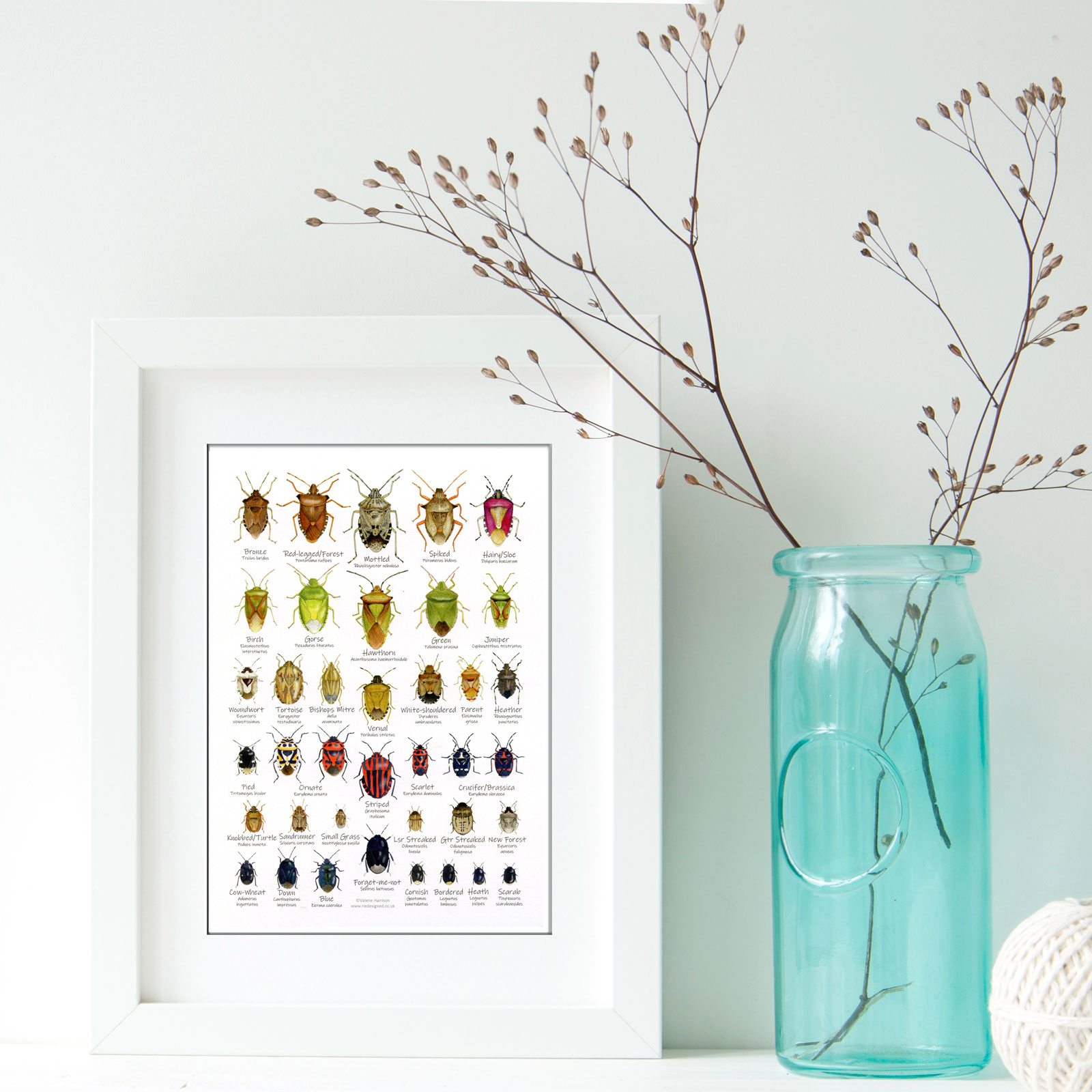 A5-Shieldbugs-chart