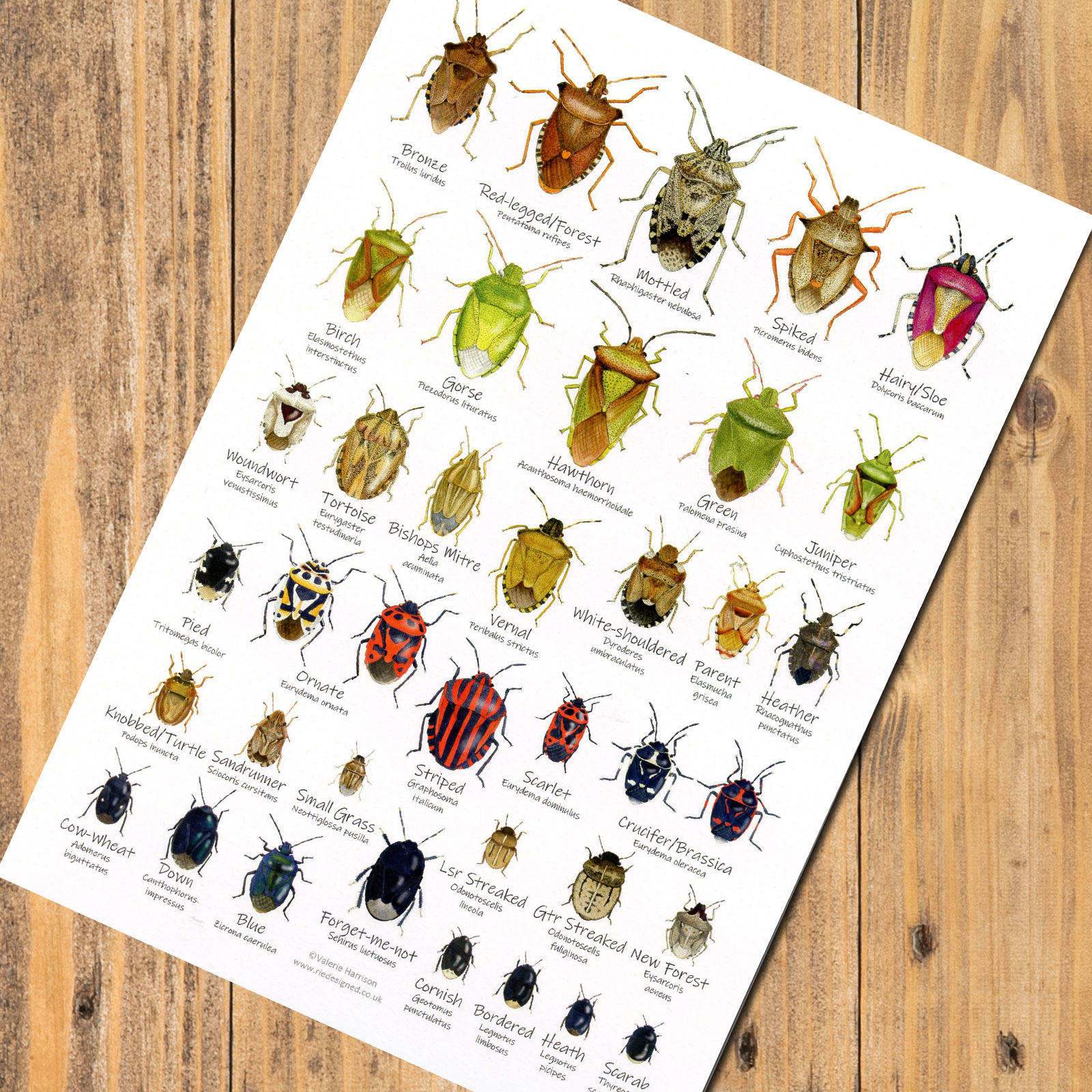 A5-Shieldbugs-chart
