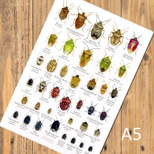 A5-Shieldbugs-chart