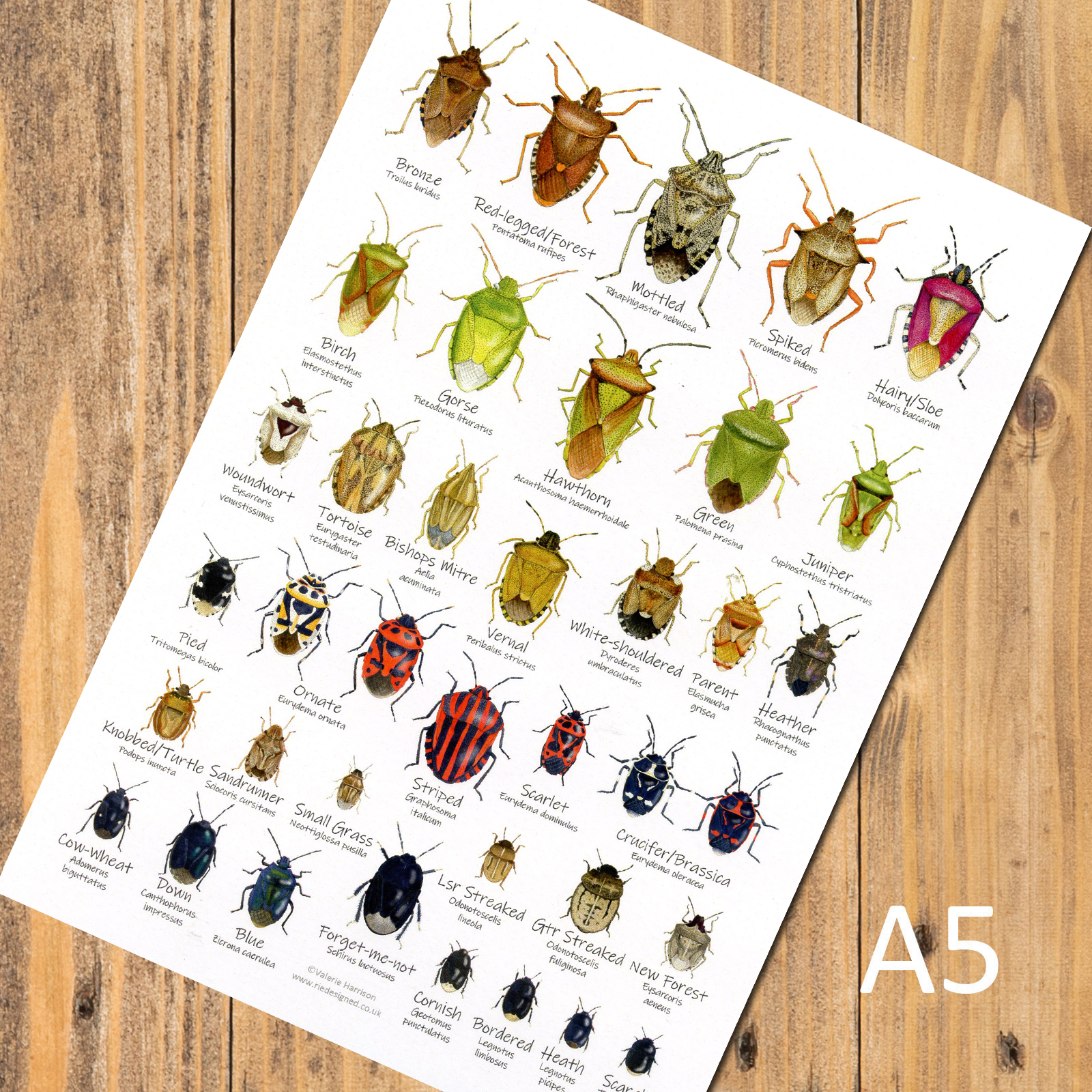 A5-Shieldbugs-chart