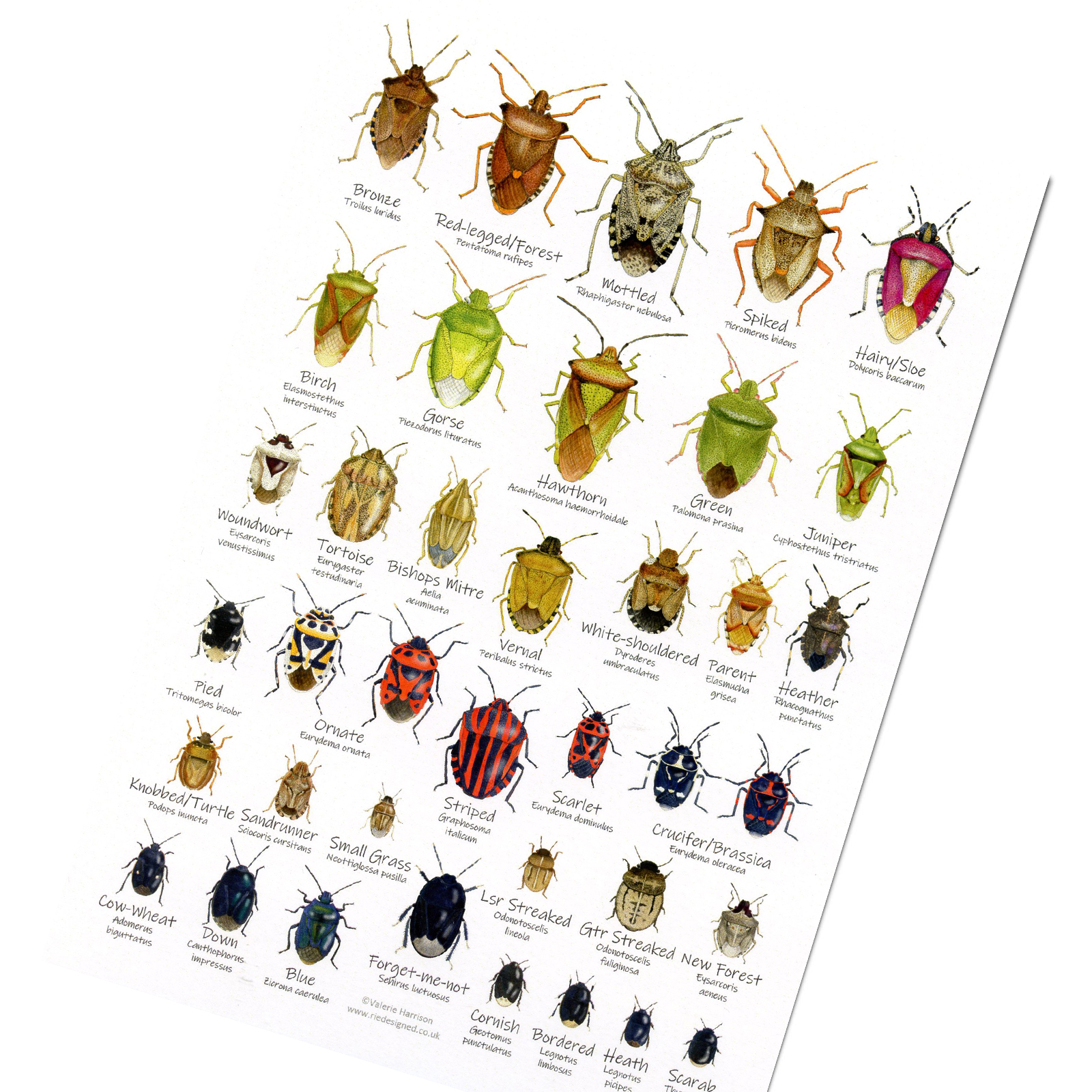 A5-Shieldbugs-chart