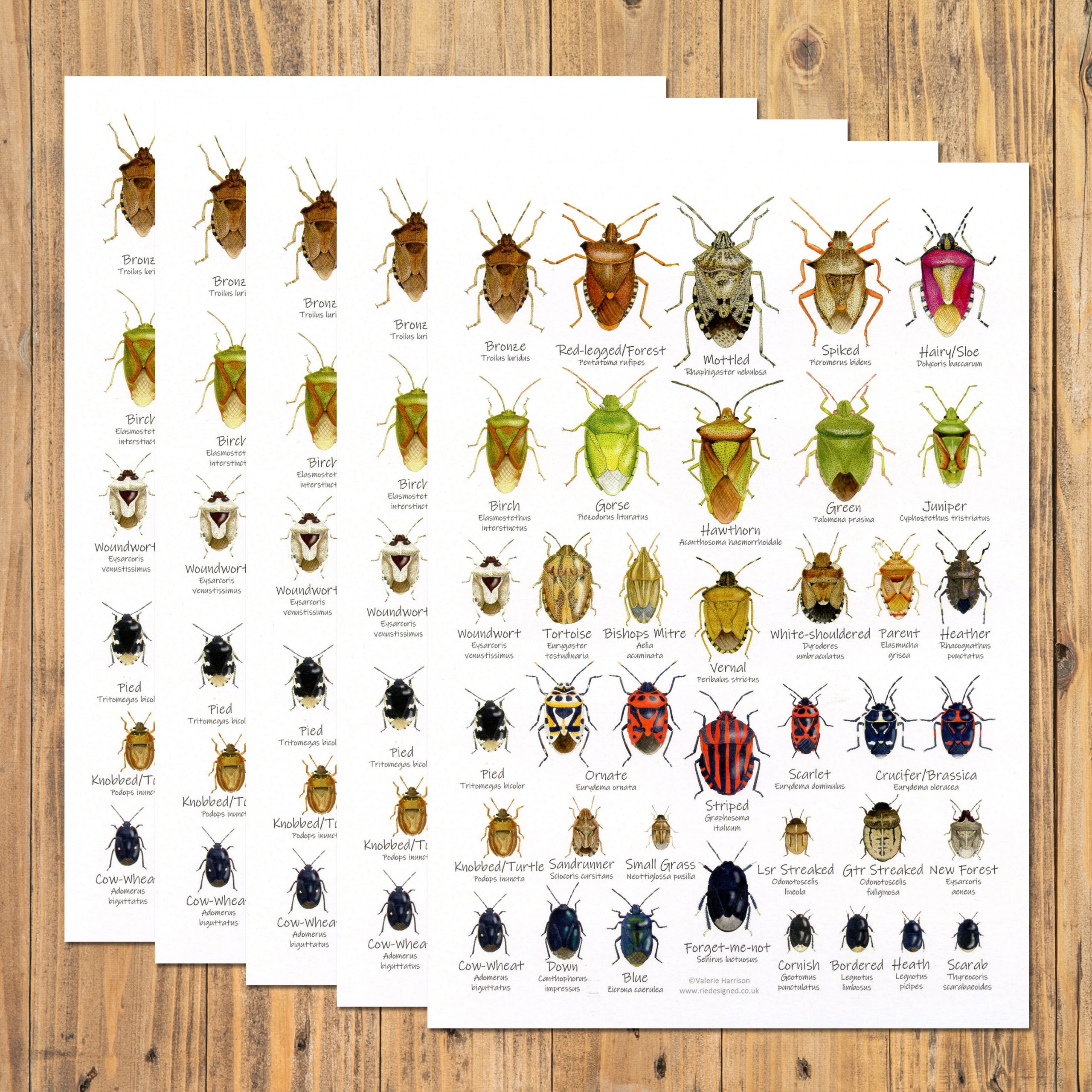 A5-Shieldbugs-chart