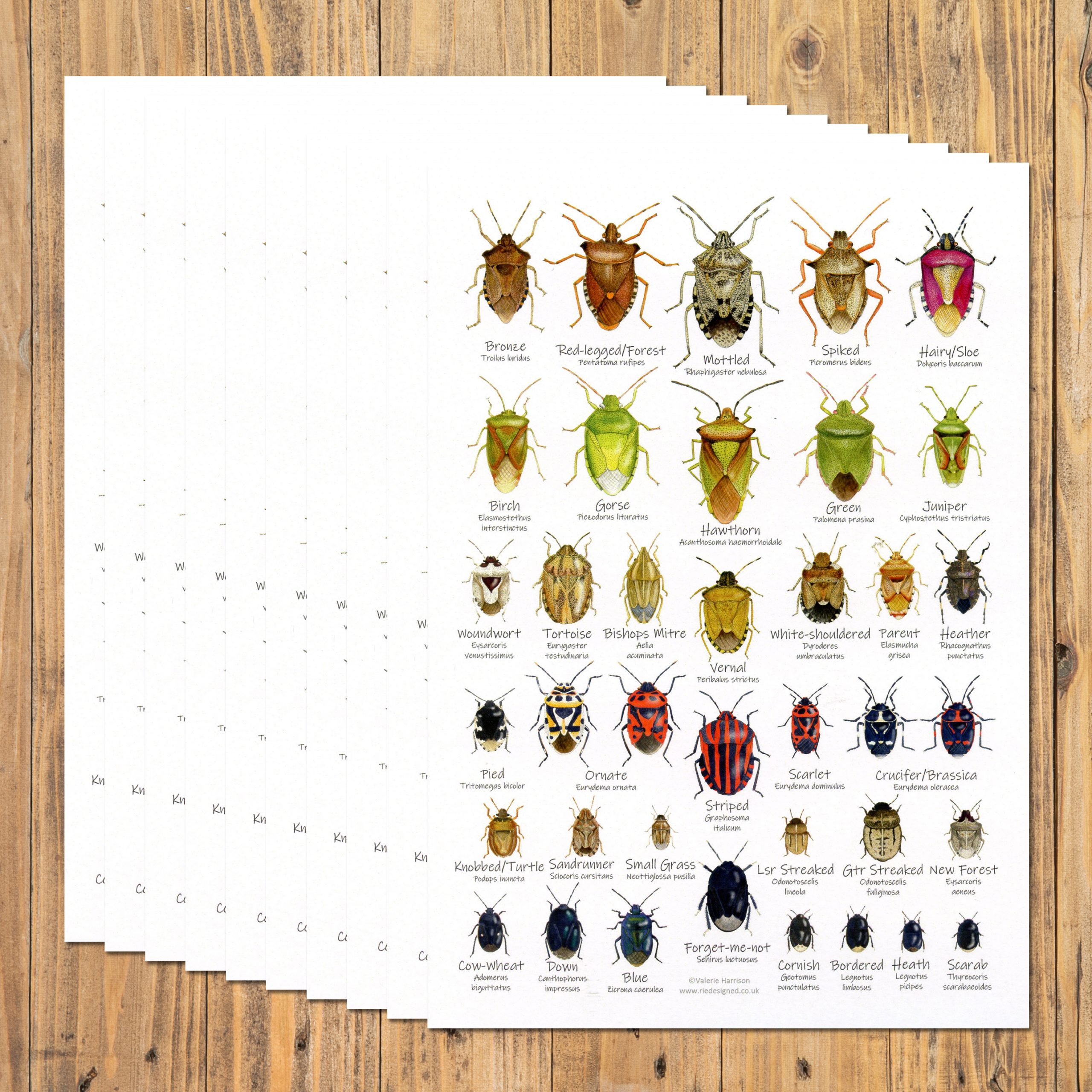 A5-Shieldbugs-chart