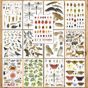 set 13 A5 nature charts