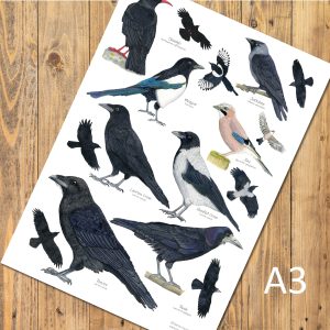 A3-poster-birds-Corvids