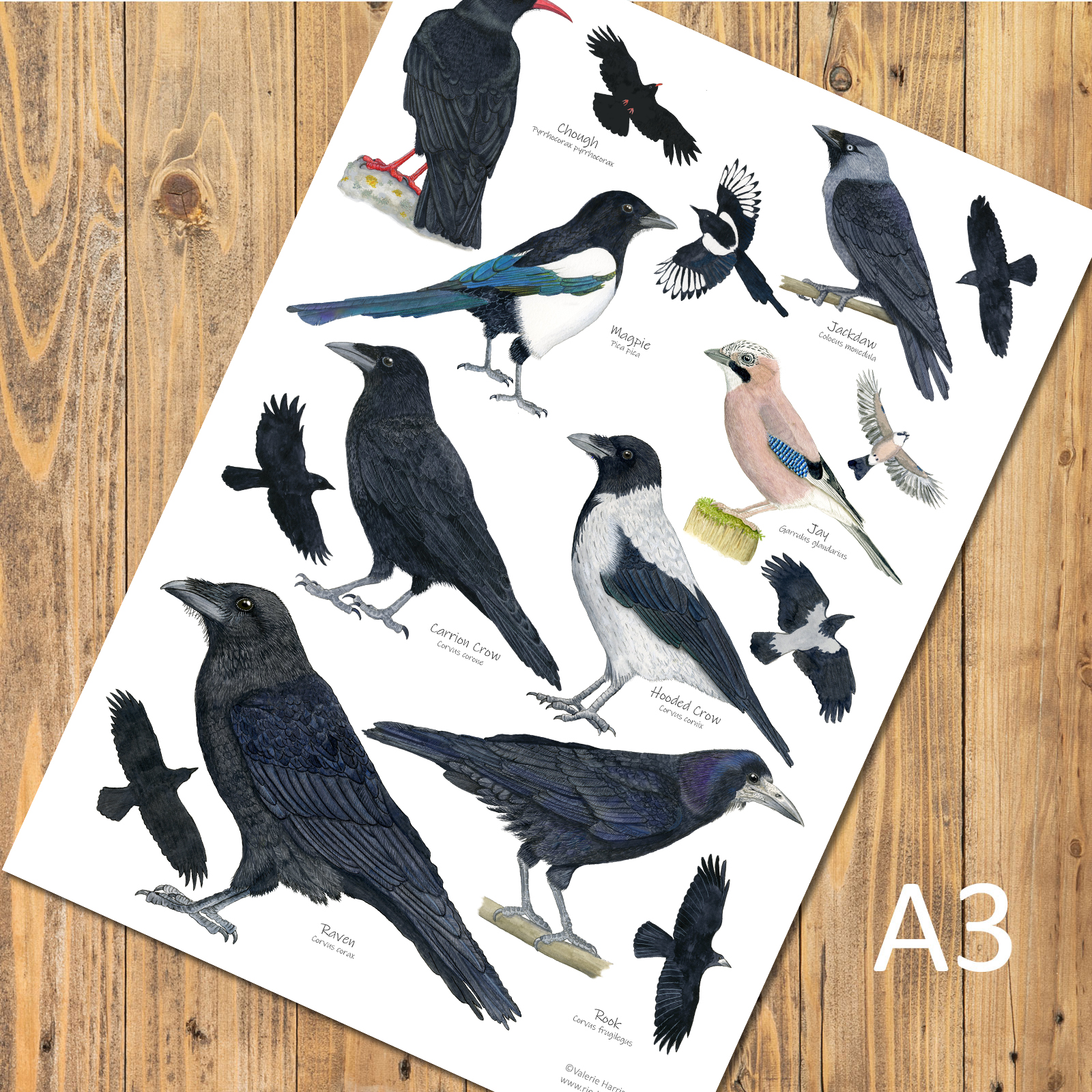 British Corvids Birds Identification A3 Poster, Art Print, Chart
