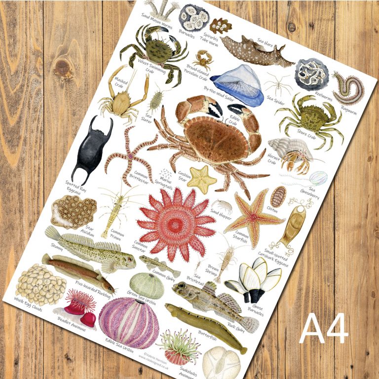 British Seashore Identification A4 Card Poster