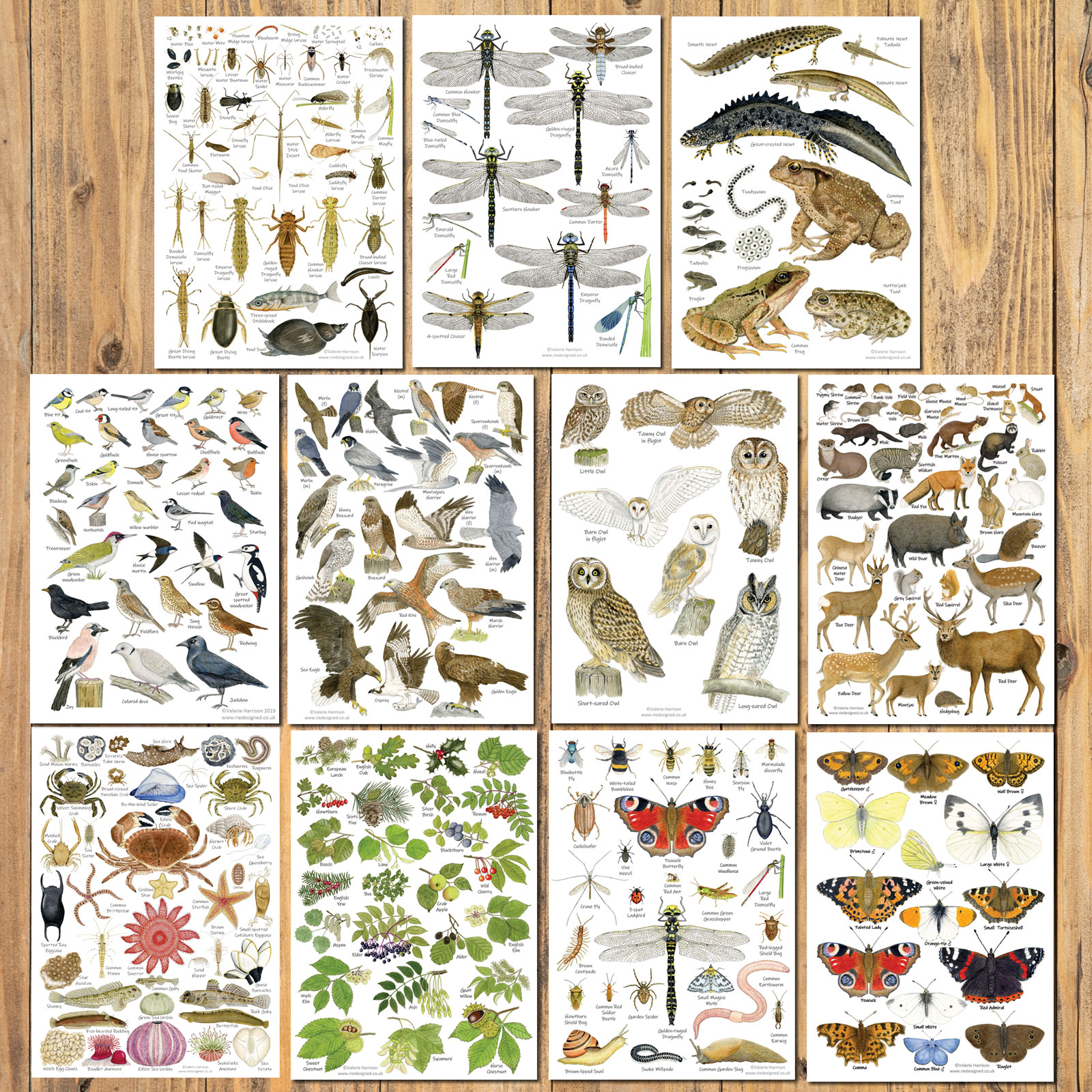 British Wildlife, Identification A5 Card Postcards, Art Prints