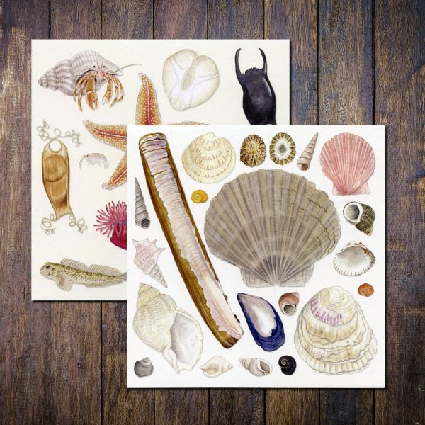 seashore and seashells cards