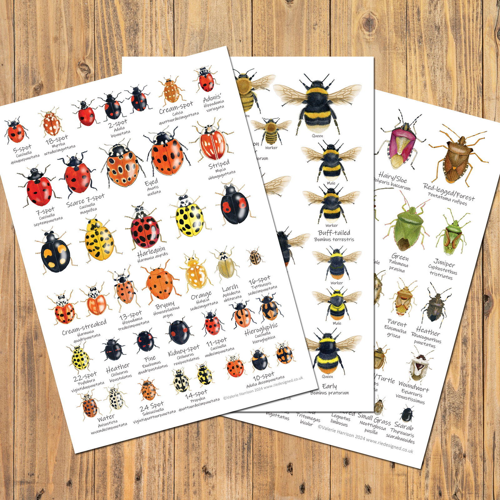A6-Bumblebee-Ladybirds-Shieldbugs-set