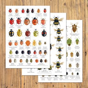A6-Bumblebee-Ladybirds-Shieldbugs-set