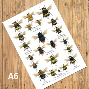 A6-Bumblebees-Chart