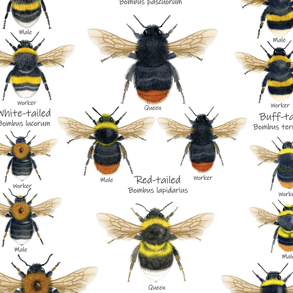 A6-Bumblebees-Chart