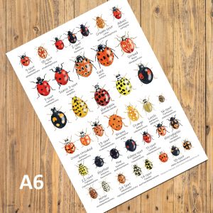 A6-Ladybirds-Chart