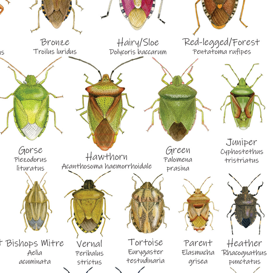 A6-Shieldbugs-Chart