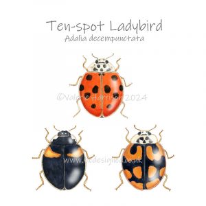 10-spot-ladybird illustration