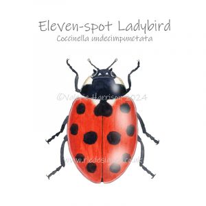 11-spot-ladybird illustration