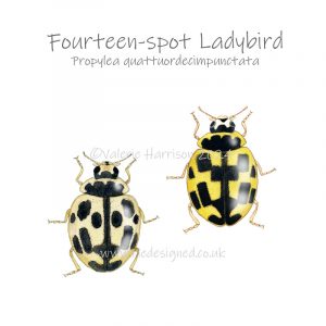 14-spot-ladybird illustration