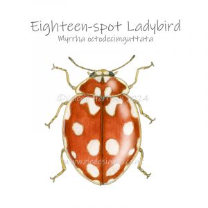 18-spot-ladybird illustration