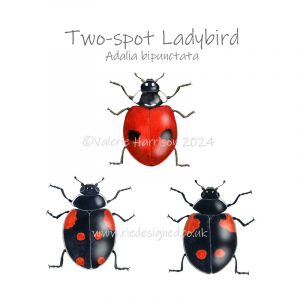 2-spot-ladybird illustration