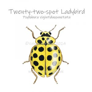 22-spot-ladybird illustration