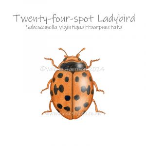 24-spot-ladybird illustration