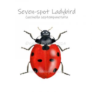7-spot-ladybird illustration