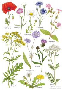 meadow wild flowers