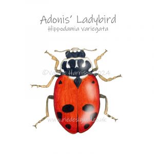 Adonis-ladybird illustration