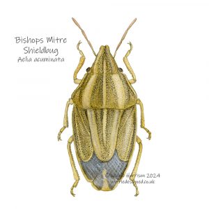 Bishops-Mitre-Shieldbug-illustration