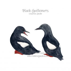 Black-Guillemots-illustration