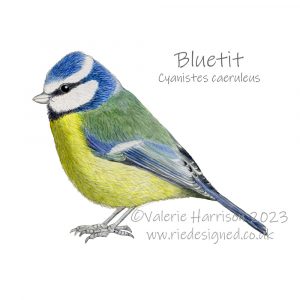 Bluetit-illustration