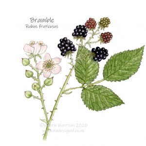 bramble illustration