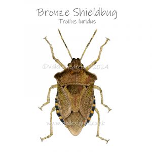 Bronze-shieldbug illustration