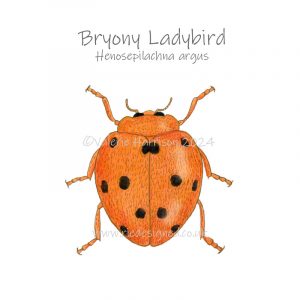 Bryony-ladybird illustration