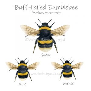 Buff-tailed Bumblebee Illustration