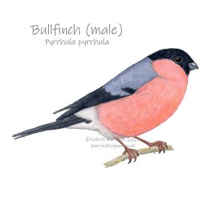 Bullfinch-illustration