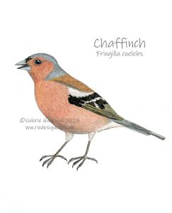 Chaffinch-illustration