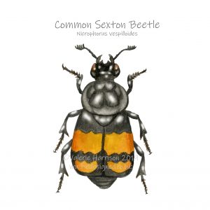 Common-Sexton-Beetle-Illustration