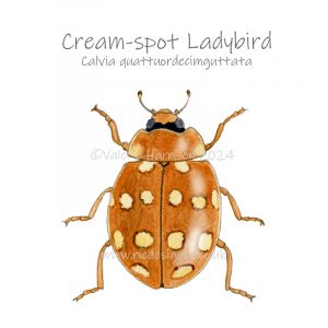 Cream-spot-ladybird illustration