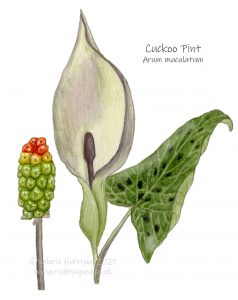 Cuckoo-pint-illustration