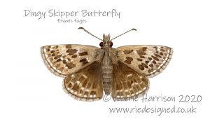 Dingy-Skipper-illustration