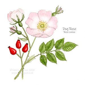 Dog-rose-illustration