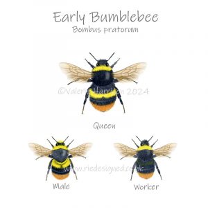 Early Bumblebee Illustration